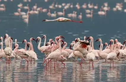 美国亚洲旅行社13天Safari之旅