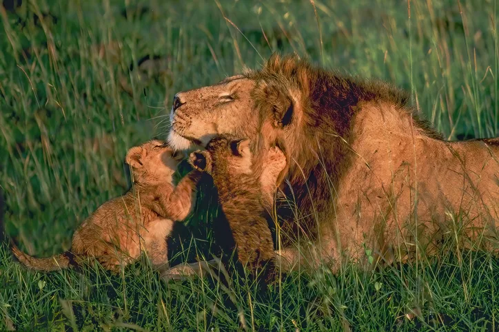 美国亚洲旅行社13天safari旅行肯尼亚段精华